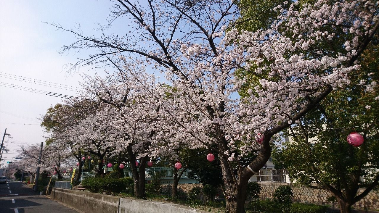 杭全の桜